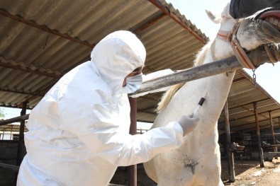 Atlar Covid-19 Antikoru Üretti