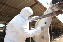 Atlar Covid-19 Antikoru Üretti