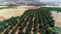 Babadan Kalma 500 Kayısı Ağacına Özenle Bakarak Örnek Kadın Çiftçi Oldu Haberi