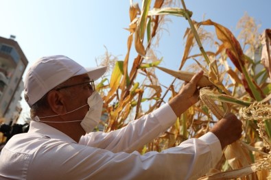 Kentin Ortasında Mısır Hasadı Sevinci