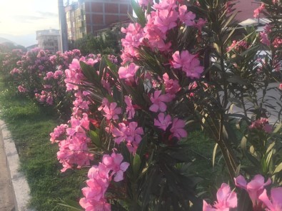 Osmaneli'nde Peyzaj Ve Çevre Düzenleme Çalışmalarında Sona Gelindi