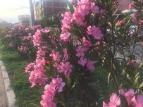 Osmaneli'nde Peyzaj Ve Çevre Düzenleme Çalışmalarında Sona Gelindi