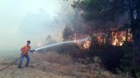 Sakarya'da Orman Yangını