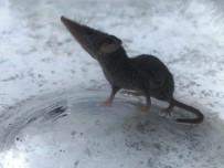 Türkiye'de Nadir Görülen Canlı Şanlıurfa'da Görüntülendi