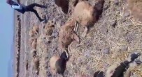 Hatay'da İçtiği Sudan Zehirlenen 150 Koyun Telef Oldu