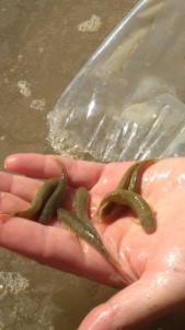 Mersin'de Otobüsün Bagajında 2 Bin 500 Adet Doktor Balığı Ele Geçirildi