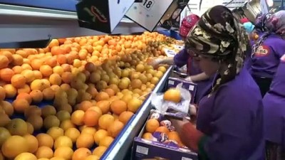 Narenciye İhracatından 7 Ayda Ülke Ekonomisine Önemli Katkı