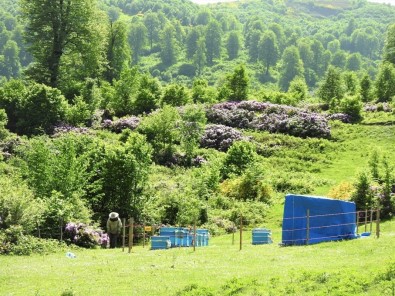 Ordu'da Arıcılar İçin 9 Bal Ormanı Kuruldu