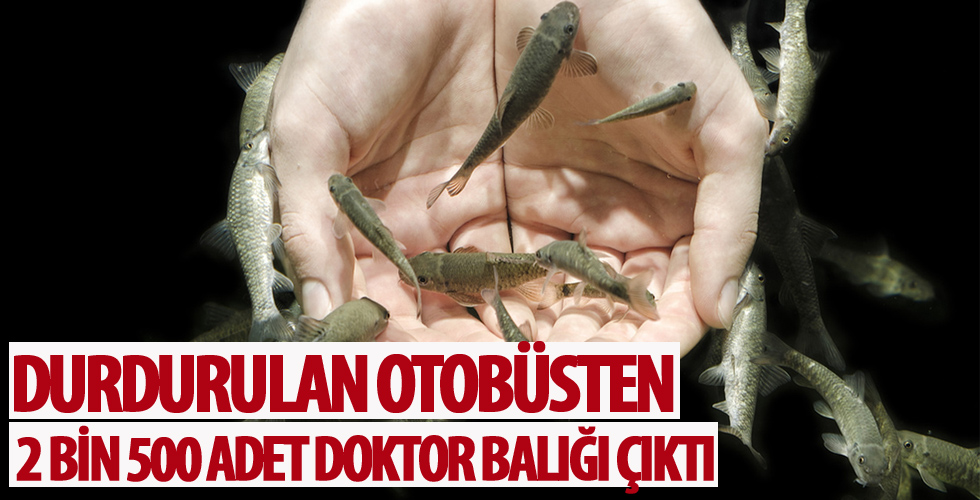 Durdurulan otobüsten 2.500 adet Garra Rufa (doktor balığı) çıktı...