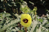 Amasya'nın Tescilli 'Gram Altını' Açıklaması Çiçek Bamyası