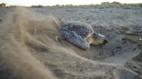 Antalya'da Deniz Kaplumbağası Yuvaları Rekor Sayıya Ulaştı Haberi