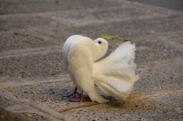 Felç Görünümüyle Görenleri Hayrete Düşürdü