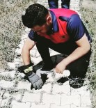 Mahsur Kalan Yavru Kediler Kurtarıldı