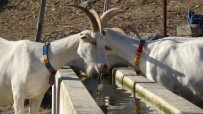 Saanen Keçileri Hem Ormanı Kurtardı Hem De Köylülerin Gelirini Arttırdı Haberi