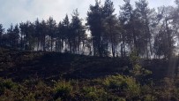 Sakarya'da Ormanlık Alanda Yangın