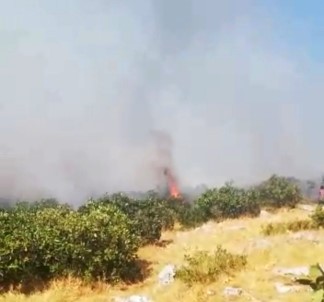 Silvan'da Ormanlık Alanda Çıkan Yangın Söndürüldü
