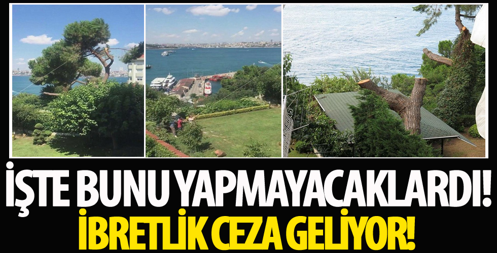 Üsküdar'da fıstık çamını kestiler: İbretlik bir ceza verilecek