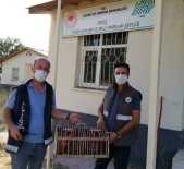 Van'da Kaçak Avlanılan 2 Kınalı Kekliğe El Konuldu