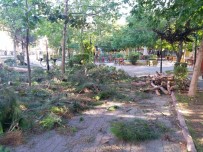 Buldan Belediyesi 80 Yıllık Çam Ağaçlarını Kesti Haberi