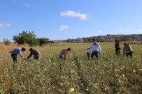 Celaliye'de Bamya Hasadı Yapıldı