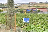 Yaşam Bahçesi Bin 556 Ailenin Sofrasına Umut Oldu