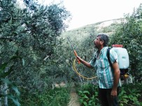 'Zeytin Sineği' İle Mücadele Zamanı Haberi