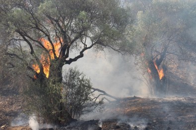 Aydın Ve Muğla'da Bu Yıl 865 Hektar Alan Yandı