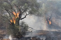 Aydın Ve Muğla'da Bu Yıl 865 Hektar Alan Yandı