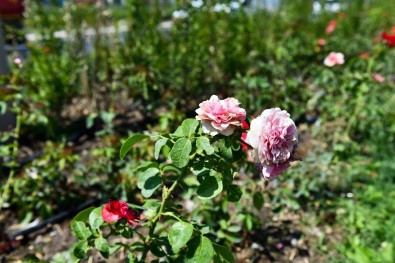 Daha Yeşil Bir Ankara