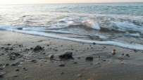 Yuva Sayısında Rekor Kırılan Caretta Carettalar Denizle Buluşuyor Haberi