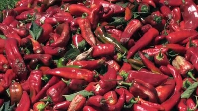 Amik Ovası'nda Ekim Alanı Genişleyen Kırmızı Biberde Hasat Dönemi