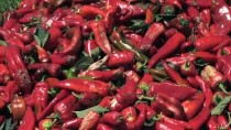 Amik Ovası'nda Ekim Alanı Genişleyen Kırmızı Biberde Hasat Dönemi