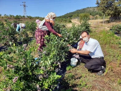 Dünyanın Yaban Mersini Bursa'dan