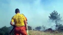Aydın'da Zirai Alanda Çıkan Yangın Priene Antik Kenti'ndeki Ağaçlara Sıçradı