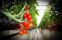 Eskişehir'de Sağlıklı Ve Güvenilir Sebze Üretimi Haberi