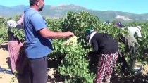 Gaziantep'te Sofralık Üzüm Hasadı