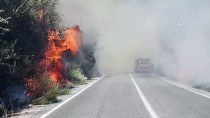 GÜNCELLEME - Aydın'da Zirai Alanda Çıkan Yangın Priene Antik Kenti'ndeki Ağaçlara Sıçradı