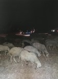 Kaybolan 40 Koyunu Jandarma Buldu Haberi