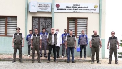 Ladin Ormanlarını 65 Bin Faydalı Böcek Koruyacak