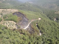 Muğla Orman Bölge Müdürlüğü'nün Anında Müdahalesi Faciayı Önledi