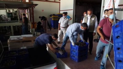 'Bursa Siyahı' İncirin İhracat Yolculuğu Başladı