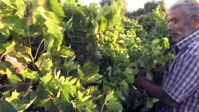 'Kilis Karası' Üzümde Hasat Zamanı