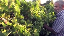 'Kilis Karası' Üzümde Hasat Zamanı
