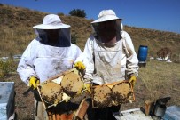 Bitlis'teki Bal Hasadından 50 Milyon TL Gelir Bekleniyor