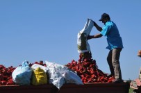 Bu Biberin Bir Tanesi 250 Gram Geliyor