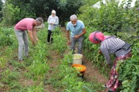 Çarşamba Ovası'nda Biber Hasadı