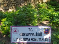 Giresun'da 28 Kök Kenevir Ele Geçirildi