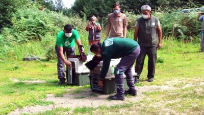 Ormanya'da Tedavi Edilen İki Yavru Tilki Doğaya Salındı