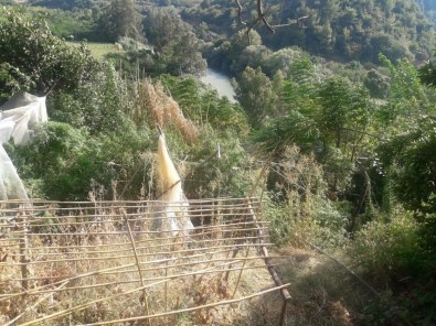 Samandağ'da 77 Kök Kenevir Ele Geçirildi