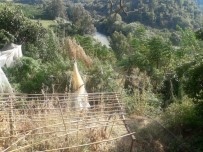 Samandağ'da 77 Kök Kenevir Ele Geçirildi